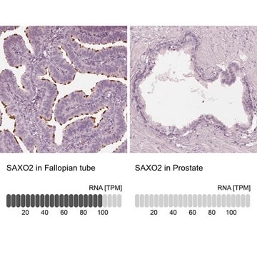 Anti-SAXO2 antibody produced in rabbit Prestige Antibodies&#174; Powered by Atlas Antibodies, affinity isolated antibody, buffered aqueous glycerol solution