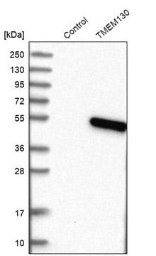 Anti-TMEM130 antibody produced in rabbit Prestige Antibodies&#174; Powered by Atlas Antibodies, affinity isolated antibody, buffered aqueous glycerol solution