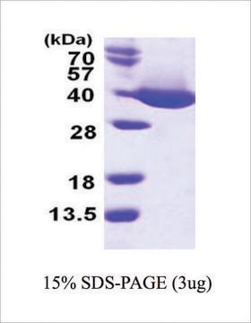 MDH from bacteria recombinant, expressed in E. coli, &#8805;95% (SDS-PAGE)