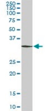 Monoclonal Anti-CIAPIN1 antibody produced in mouse clone 5G8, purified immunoglobulin, buffered aqueous solution