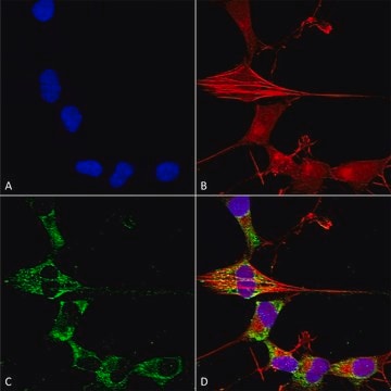 Monoclonal Anti-Protocadherin Gamma (Pan) antibody produced in mouse clone S159-5, purified immunoglobulin