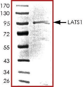 LATS1, active, GST tagged human PRECISIO&#174;, recombinant, expressed in baculovirus infected Sf9 cells, &#8805;70% (SDS-PAGE), buffered aqueous glycerol solution