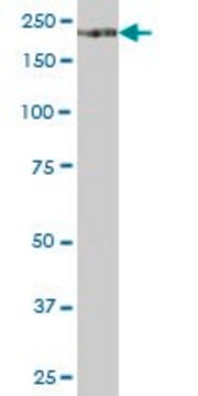 Anti-ITGA1 antibody produced in mouse purified immunoglobulin, buffered aqueous solution