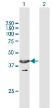 Anti-UBXN1 antibody produced in mouse purified immunoglobulin, buffered aqueous solution