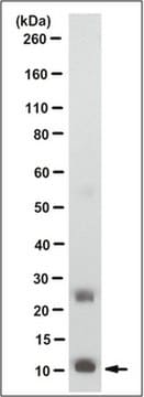 Anti-Homeodomain-only Protein Antibody, clone 15C1.1 clone 15C1.1, from mouse