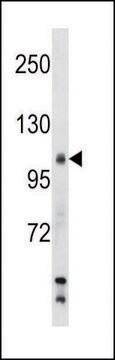 ANTI-MOUSE SIK2 (CENTER) antibody produced in rabbit IgG fraction of antiserum, buffered aqueous solution