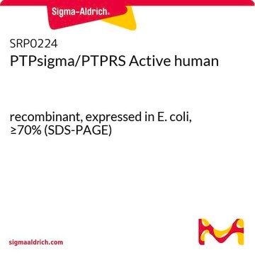 PTPsigma/PTPRS Active human recombinant, expressed in E. coli, &#8805;70% (SDS-PAGE)