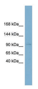 Anti-CLSTN1 (N-terminal) antibody produced in rabbit affinity isolated antibody