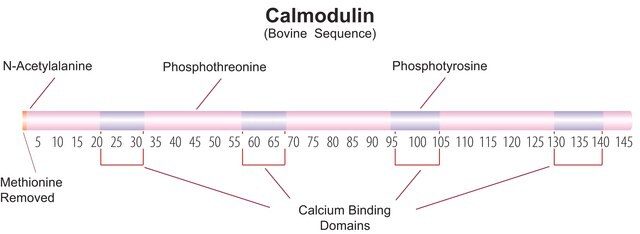 Calmodulin from bovine testes BioUltra, &#8805;98% (SDS-PAGE), lyophilized powder, essentially salt free