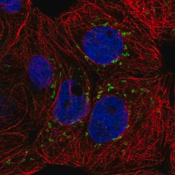 Anti-CACNB3 antibody produced in rabbit Prestige Antibodies&#174; Powered by Atlas Antibodies, affinity isolated antibody