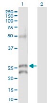 Anti-GJB5 antibody produced in rabbit purified immunoglobulin, buffered aqueous solution