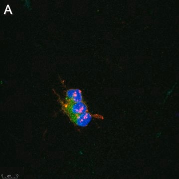 Anti-pan-Na+ Channel Antibody, clone 4B8 ZooMAb&#174; Rabbit Monoclonal recombinant, expressed in HEK 293 cells