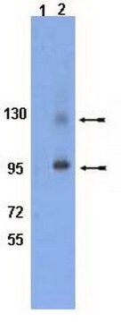 Anti-phospho-Integrin &#946;1 (Tyr795) Antibody serum, Chemicon&#174;