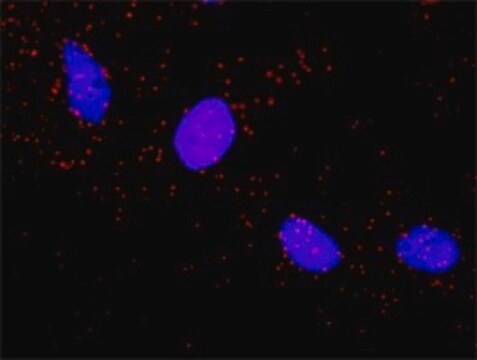 Monoclonal Anti-ARAF antibody produced in mouse clone 3E2, purified immunoglobulin, buffered aqueous solution