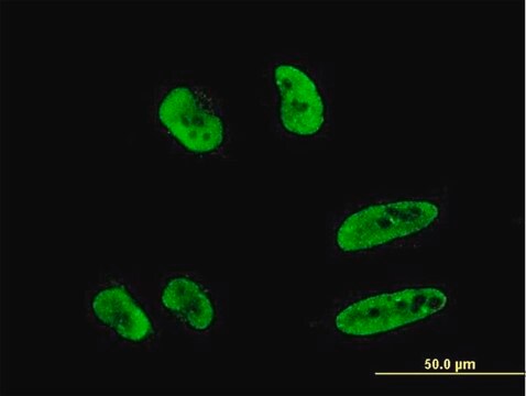 Monoclonal Anti-RNF151 antibody produced in mouse clone 4G8, purified immunoglobulin, buffered aqueous solution