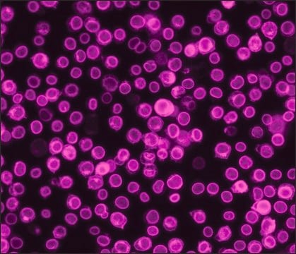 Anti-Rabbit IgG (H+L), highly cross-adsorbed, CF&#8482;660C antibody produced in goat ~2&#160;mg/mL, affinity isolated antibody, buffered aqueous solution