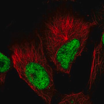 Anti-GABPB1 antibody produced in rabbit Prestige Antibodies&#174; Powered by Atlas Antibodies, affinity isolated antibody