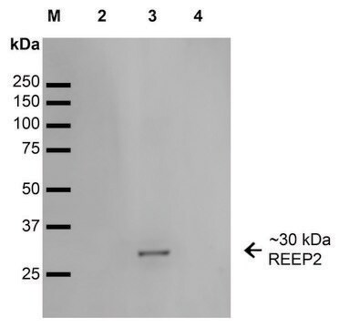 Monoclonal Anti-REEP2-Atto 488 antibody produced in mouse clone S326D-2