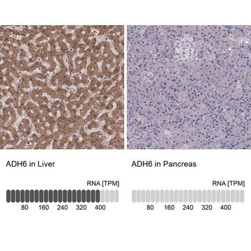 Anti-ADH6 Prestige Antibodies&#174; Powered by Atlas Antibodies, affinity isolated antibody