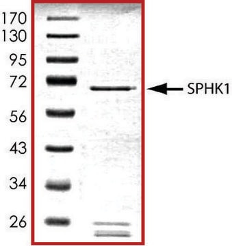 SPHK1, active, GST tagged human PRECISIO&#174;, recombinant, expressed in baculovirus infected Sf9 cells, &#8805;70% (SDS-PAGE), buffered aqueous glycerol solution