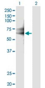 Anti-IL18RAP antibody produced in mouse purified immunoglobulin, buffered aqueous solution