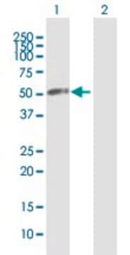 Anti-VPS4A antibody produced in mouse purified immunoglobulin, buffered aqueous solution