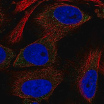 Anti-RPS12 antibody produced in rabbit Prestige Antibodies&#174; Powered by Atlas Antibodies, affinity isolated antibody