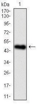 Monoclonal Anti-BPIFA2 antibody produced in mouse clone 5B2, ascites fluid