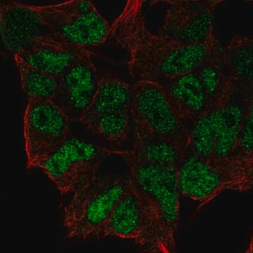 Anti-ZNF460 antibody produced in rabbit Prestige Antibodies&#174; Powered by Atlas Antibodies, affinity isolated antibody