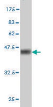 Monoclonal Anti-SNAPC4 antibody produced in mouse clone 4G5, purified immunoglobulin, buffered aqueous solution