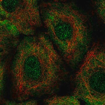 Anti-LTB4R2 antibody produced in rabbit Prestige Antibodies&#174; Powered by Atlas Antibodies, affinity isolated antibody