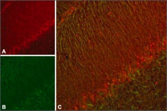 Anti-Potassium Channel Kv11.3 (erg3) antibody produced in rabbit affinity isolated antibody, lyophilized powder