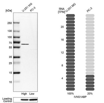 Anti-IVNS1ABP antibody produced in rabbit Prestige Antibodies&#174; Powered by Atlas Antibodies, affinity isolated antibody, buffered aqueous glycerol solution