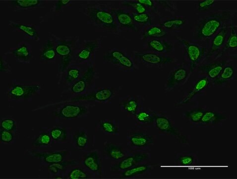 Anti-EWSR1 antibody produced in mouse purified immunoglobulin, buffered aqueous solution