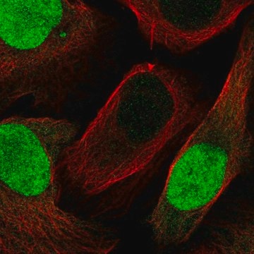 Anti-GMNN antibody produced in rabbit Prestige Antibodies&#174; Powered by Atlas Antibodies, affinity isolated antibody