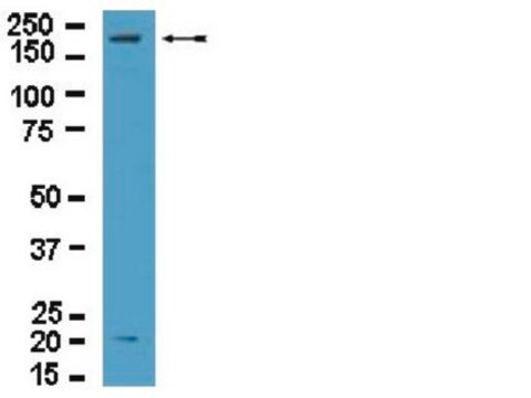 抗-Dock2抗体 from rabbit, purified by affinity chromatography