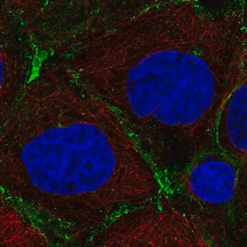 Anti-PRKCDBP antibody produced in rabbit Prestige Antibodies&#174; Powered by Atlas Antibodies, affinity isolated antibody