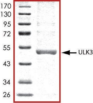 ULK3, active, His tagged human PRECISIO&#174; Kinase, recombinant, expressed in baculovirus infected Sf9 cells, &#8805;70% (SDS-PAGE), buffered aqueous glycerol solution