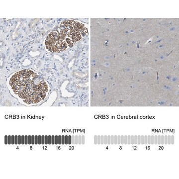 Anti-CRB3 antibody produced in rabbit Prestige Antibodies&#174; Powered by Atlas Antibodies, affinity isolated antibody, buffered aqueous glycerol solution