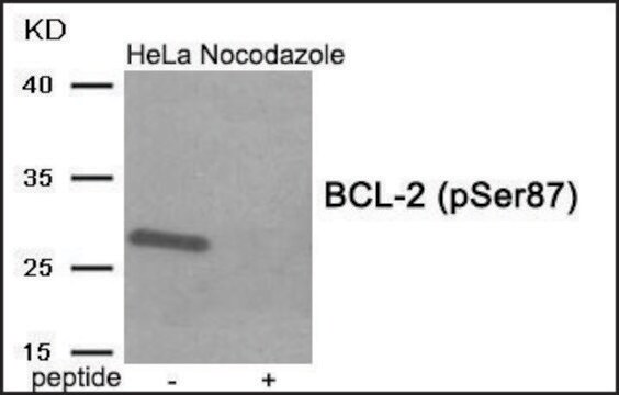 Anti-phospho-BCL-2 (pSer87) antibody produced in rabbit affinity isolated antibody