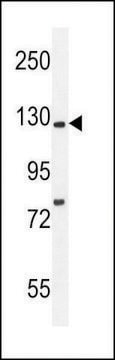 ANTI-KIF5C-2 antibody produced in rabbit affinity isolated antibody, buffered aqueous solution