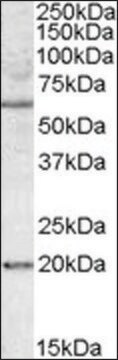 抗BAG4抗体 ヤギ宿主抗体 affinity isolated antibody, buffered aqueous solution