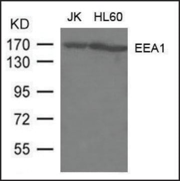 Anti-EEA1 antibody produced in rabbit affinity isolated antibody