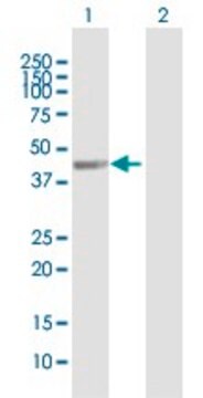 Anti-WDFY2 antibody produced in mouse purified immunoglobulin, buffered aqueous solution