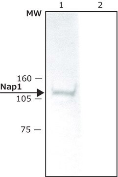 Anti-Nap1 (N-terminal) antibody produced in rabbit ~1&#160;mg/mL, affinity isolated antibody, buffered aqueous solution