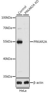 Anti-PRKAR2A antibody produced in rabbit