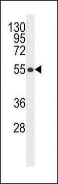 ANTI-MFS10 (CENTER) antibody produced in rabbit IgG fraction of antiserum, buffered aqueous solution