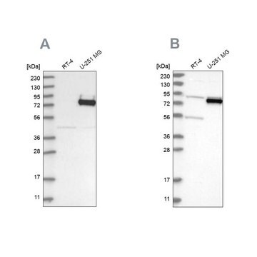 Anti-COLGALT2 antibody produced in rabbit Prestige Antibodies&#174; Powered by Atlas Antibodies, affinity isolated antibody, buffered aqueous glycerol solution, ab2