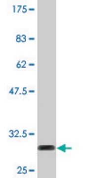 Monoclonal Anti-TMSB10 antibody produced in mouse clone 2E3, purified immunoglobulin, buffered aqueous solution