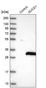 Anti-GUCD1 antibody produced in rabbit Prestige Antibodies&#174; Powered by Atlas Antibodies, affinity isolated antibody, buffered aqueous glycerol solution